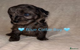 Cavapoo dogs for sale: 🐶 F1 CAVAPOO PUPPIES HEALTH TESTED PARENTS 🐶 - Advert 2