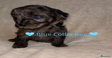 Cavapoo dogs 🐶 F1 CAVAPOO PUPPIES HEALTH TESTED PARENTS 🐶 - Advert 2