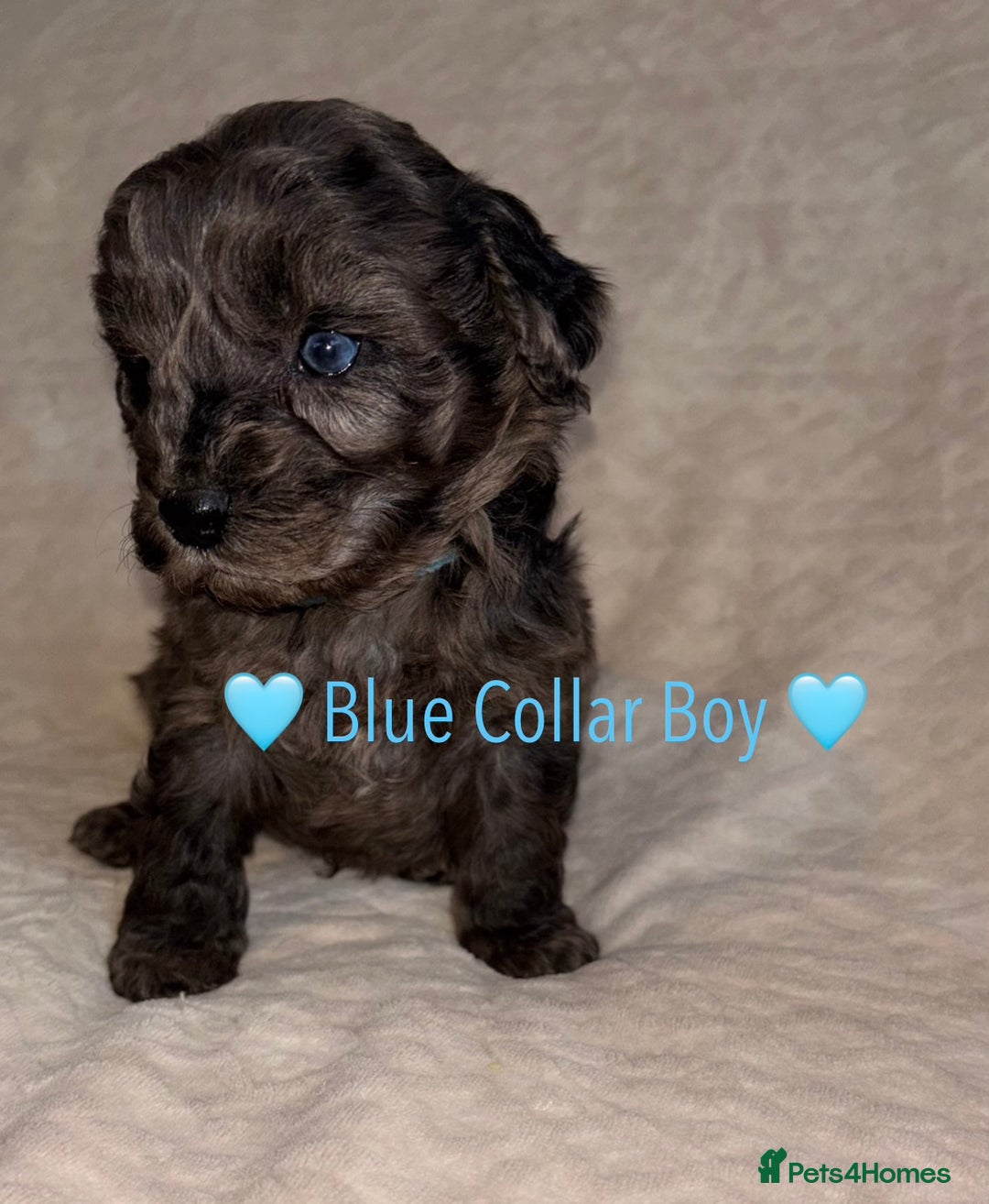 Cavapoo dogs for sale: 🐶 F1 CAVAPOO PUPPIES HEALTH TESTED PARENTS 🐶 - Advert 2