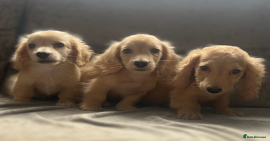 Dachshund dogs - Advert 6