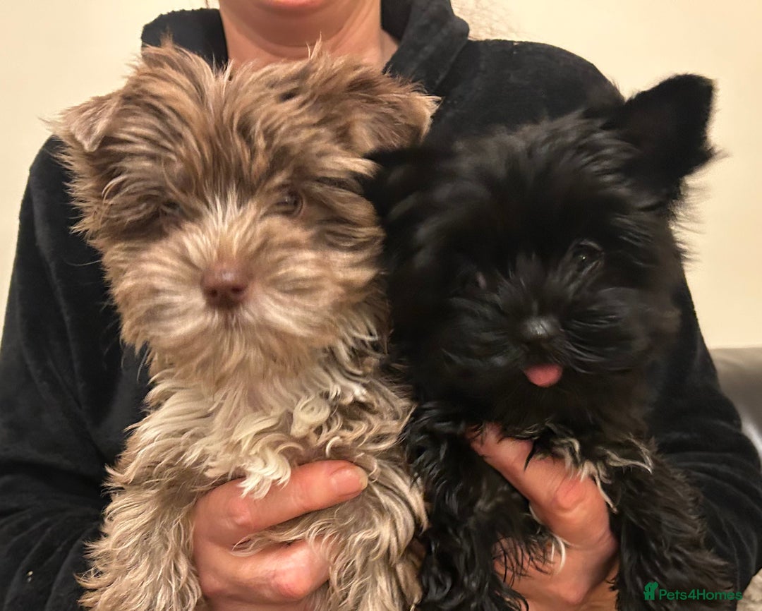 Biewer Terrier dogs for sale: Choco,black & ocean pearl Biewer Terrier - Advert 2