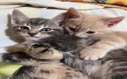 British Shorthair cats for sale: Gorgeous friendly kittens - Image 7