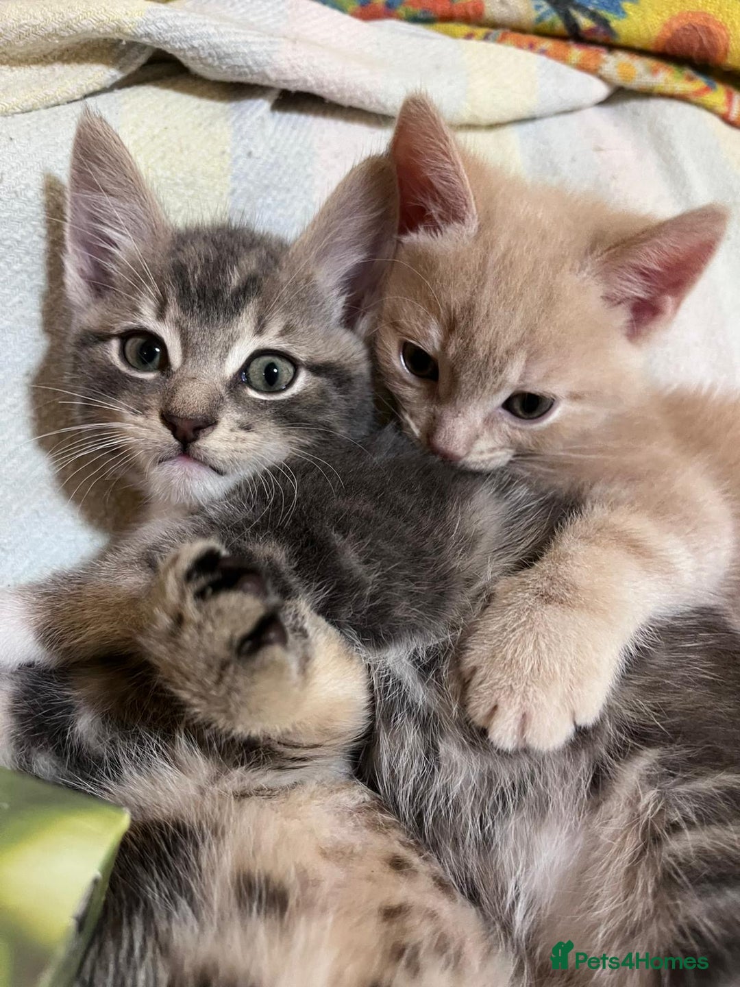 British Shorthair cats for sale: Gorgeous friendly kittens - Image 7