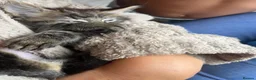 Mixed Breed cats for sale: Adorable kittens for sale  - Advert 9