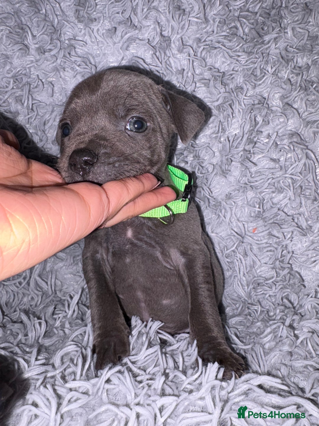 Staffordshire Bull Terrier dogs for sale: 6 Stunning Blue Staffordshire Bull Terrier pups 💙 - Advert 6