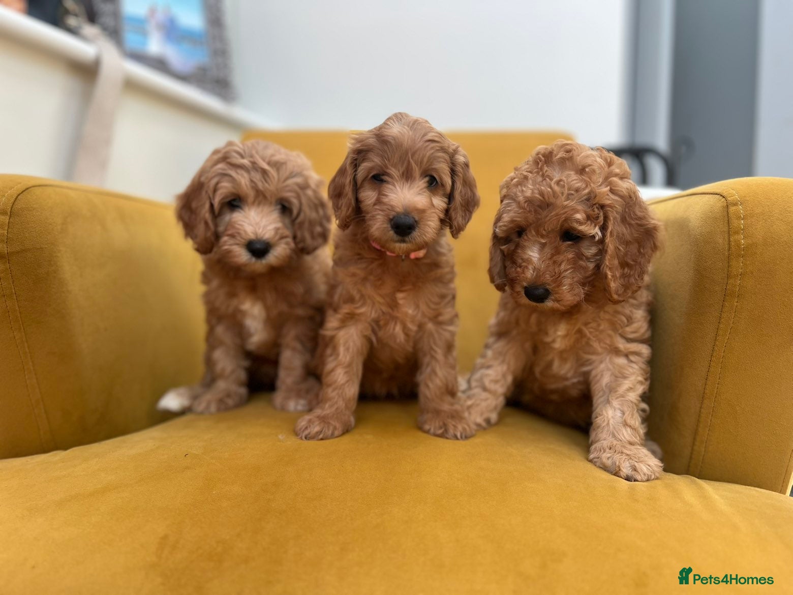 Cockapoo dogs Cockapoo puppies F1B  - Advert 2