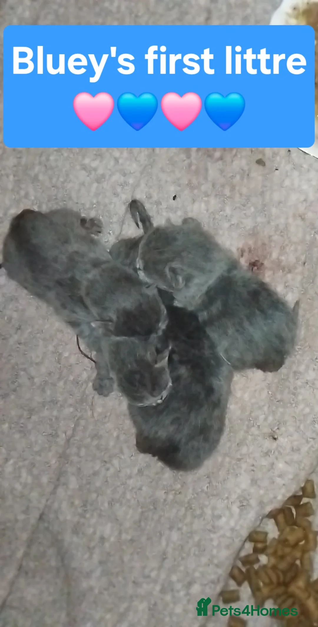 British Shorthair cats for stud: British Shorthair Stud  - Advert 2