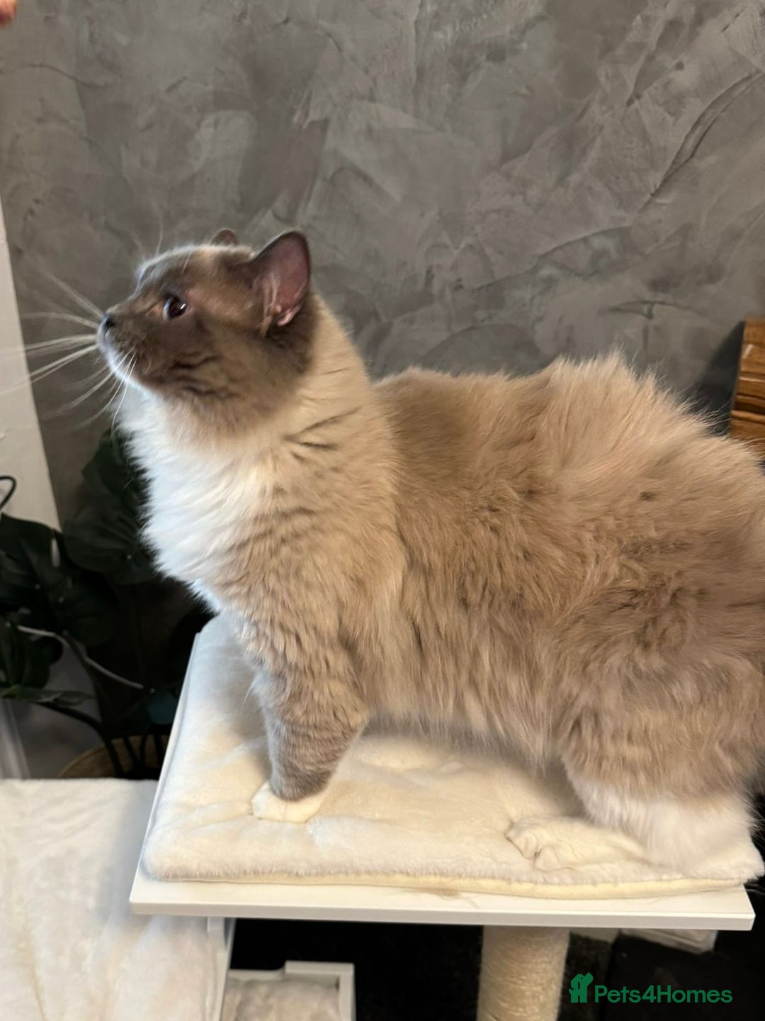Ragdoll cats for stud: Gorgeous Ragdoll stud  - Image 1