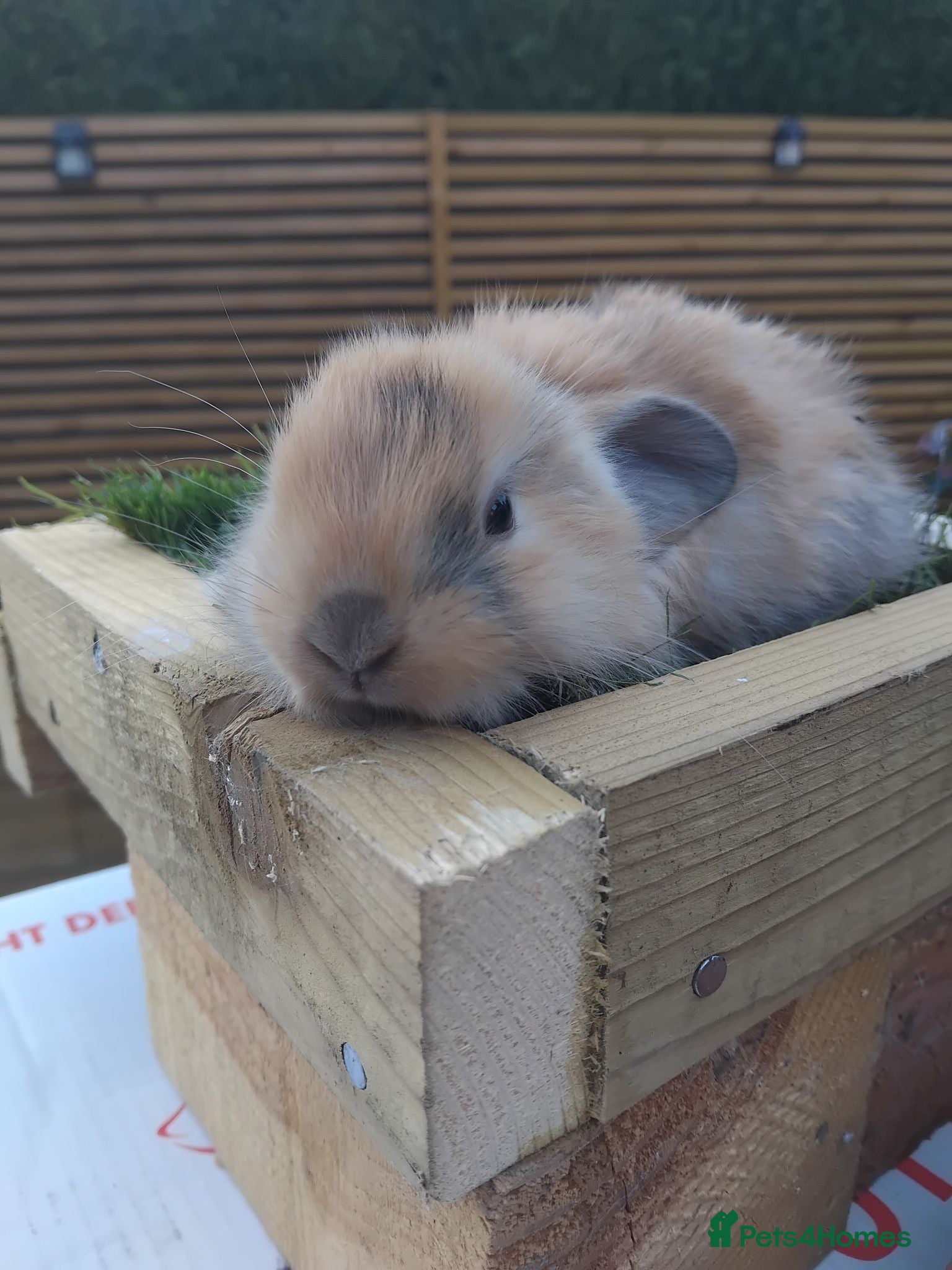 Mini Lop rabbits Baby lops - Advert 6