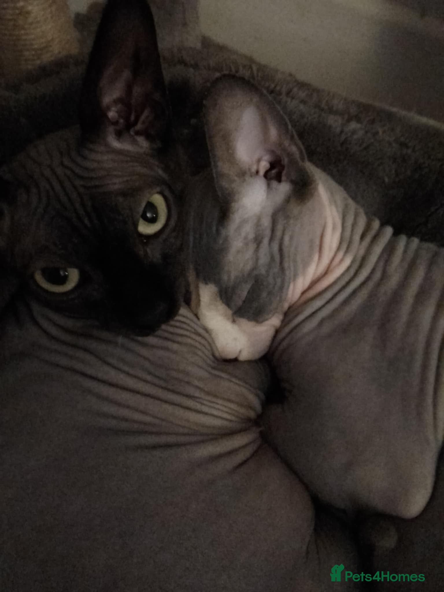Sphynx cats 2 sphynx males - Advert 1