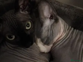 Sphynx cats 2 sphynx males - Advert 1