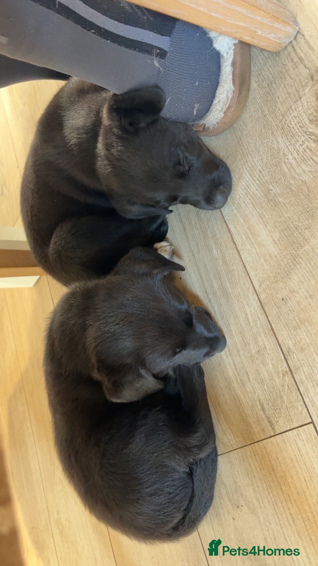 Mixed Breed dogs for sale: Lab x collie bitch  - Image 4
