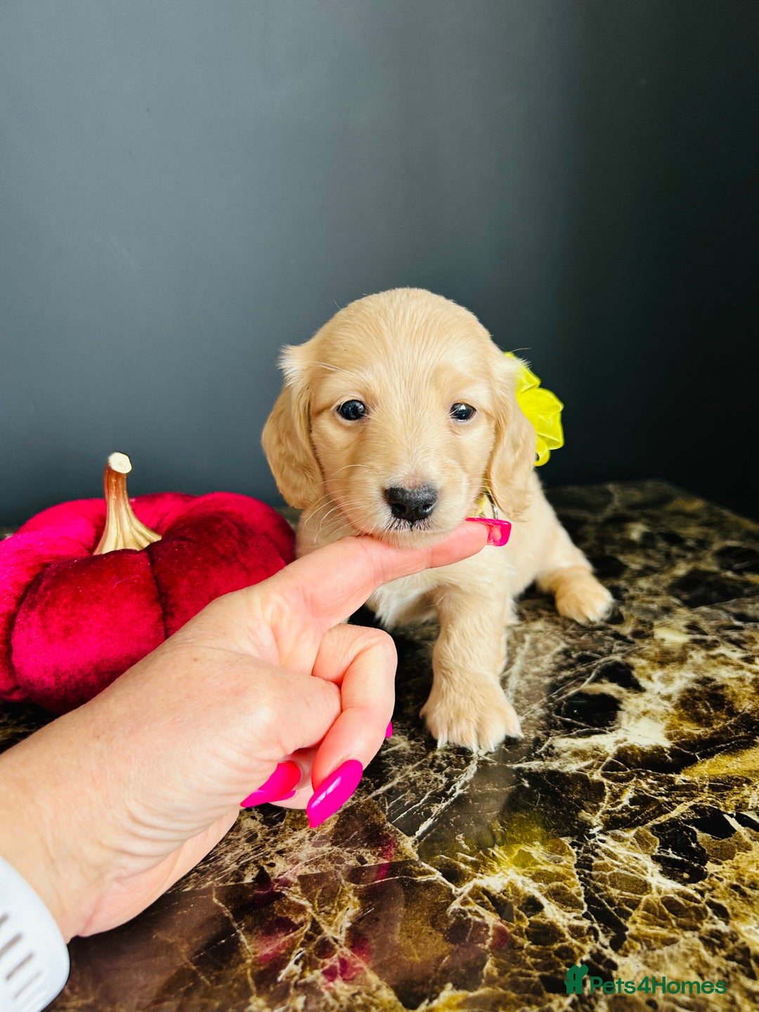 Miniature Dachshund dogs for sale: Cream Litter 5 Star Breeder ⭐️⭐️⭐️⭐️⭐️  - Image 4