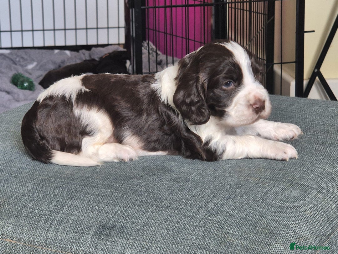 Cocker Spaniel dogs for sale: Working cocker spaniel puppies - Image 12