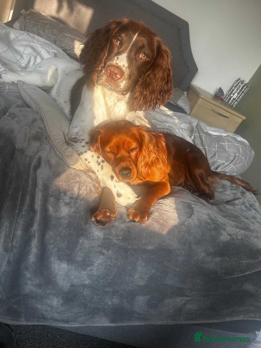 Sprocker dogs for sale: ONE BLACK BOY LEFT❤️‍🩹 - Advert 30