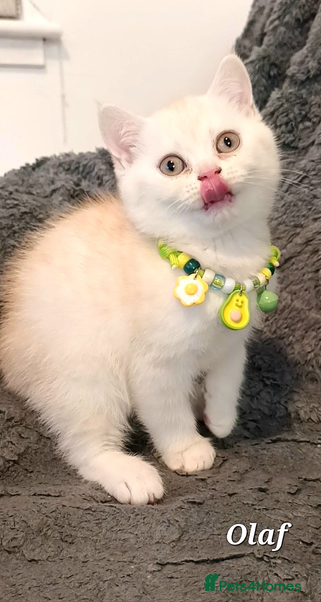 British Shorthair cats for sale: GCCF Snowflake BSH - Advert 3