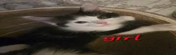 Mixed Breed cats for sale: 4 beautiful kittens= 1 female left - Advert 12