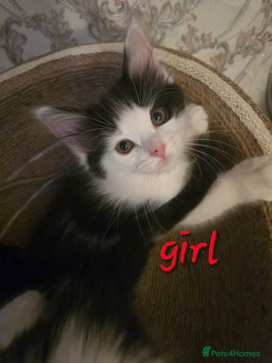 Mixed Breed cats for sale: 4 beautiful kittens= 1 female left - Advert 12