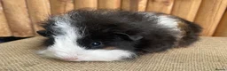 Guinea Pig rodents for sale: Baby sows - Advert 6