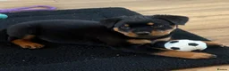 Rottweiler dogs for sale: 7 month old female Rottweiler  in Ripley - Advert 9