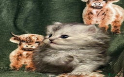 Persian cats for sale: ✨ Stunning Persian Kitten – Female – Ready Now 🌟 - Image 7