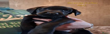 Labrador Retriever 7