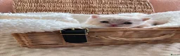 British Shorthair cats for sale: British Shorthair GCCF Registered Kittens in Barnsley - Advert 6