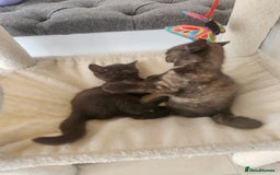 Havana Brown cats for sale: Rare Havana Brown's kittens - Image 19