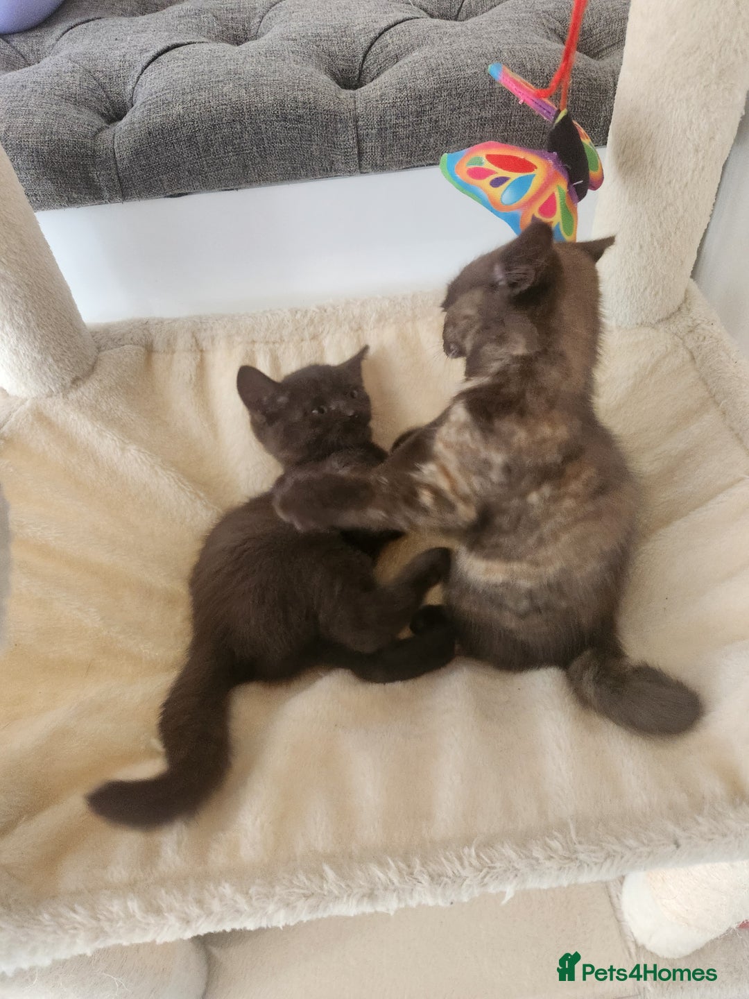 Havana Brown cats for sale: Rare Havana Brown's kittens - Image 19