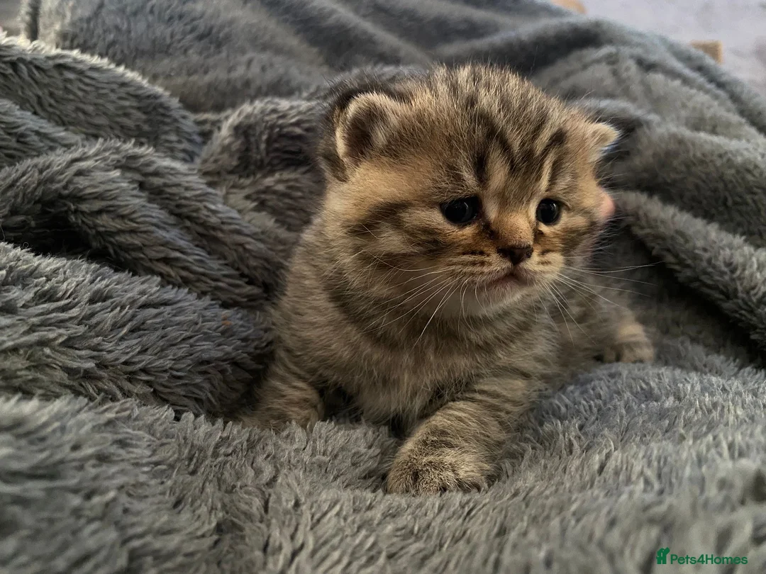 British Shorthair cats for sale: Classic spotted tabby boy Cinnamon carrier - Advert 4