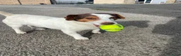 Jack Russell dogs for sale: Beautiful Jack Russell Girls Available  - Advert 34