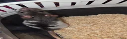Rat rodents for sale: Gorgeous baby Rats Ready to Go Mainly Top Eared - Advert 2