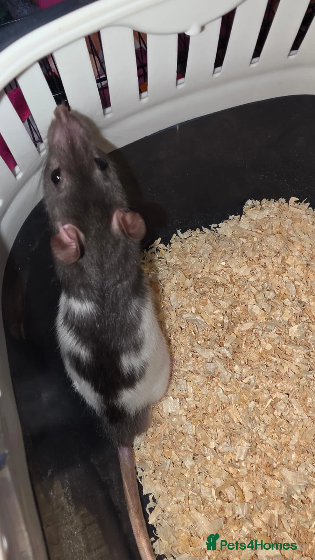 Rat rodents for sale: Gorgeous baby Rats Ready to Go Mainly Top Eared - Advert 2