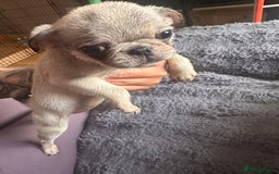 Pug dogs for sale: **Ready to go! 9 week old pug puppies** - Image 9