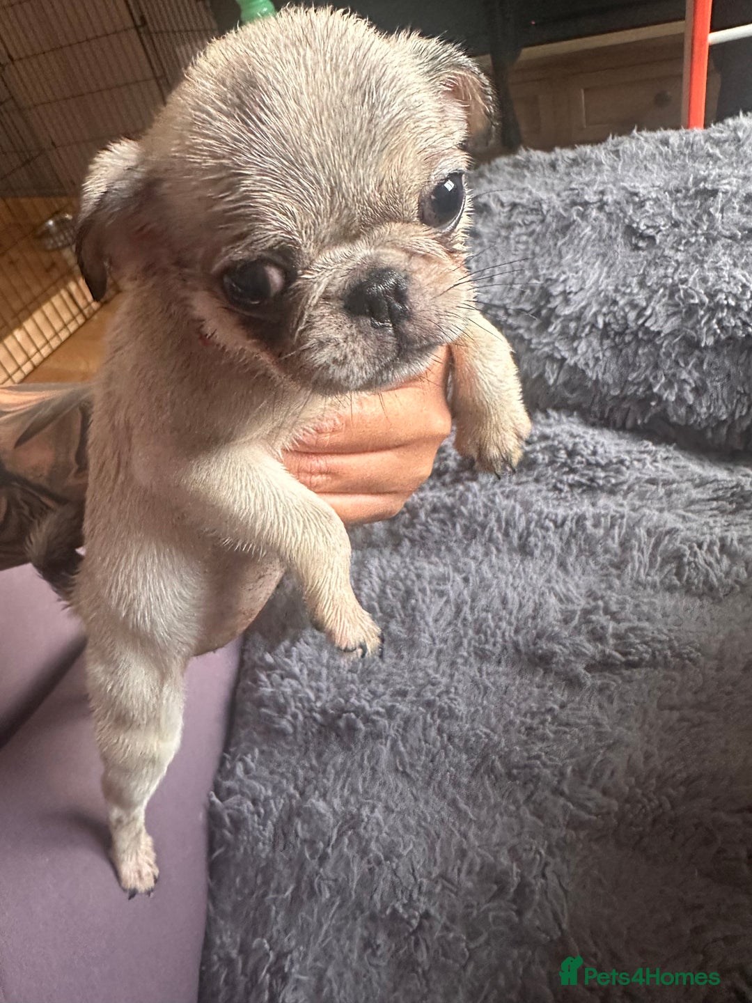 Pug dogs for sale: **Ready to go! 9 week old pug puppies** - Image 9