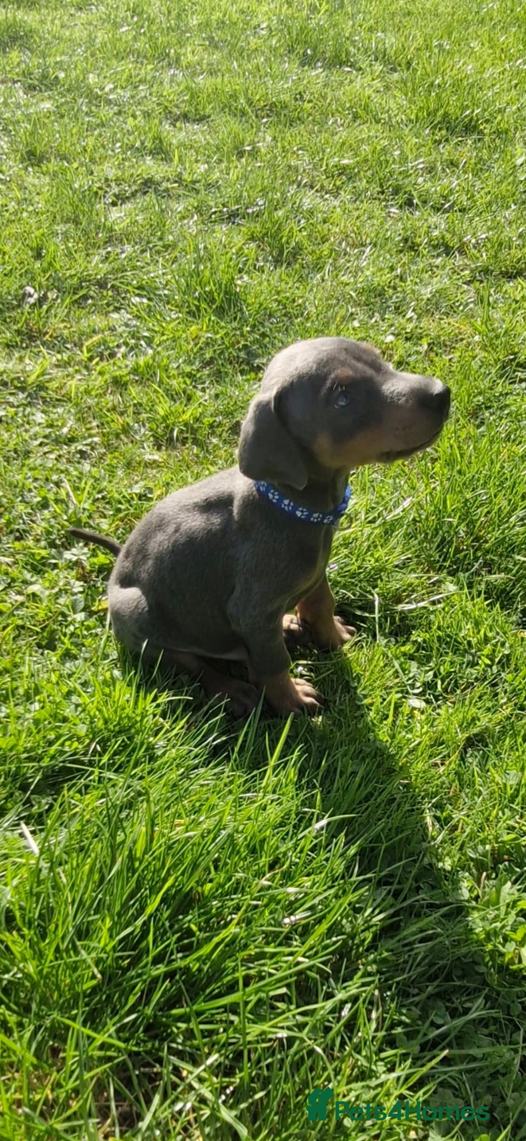 Dobermann dogs for sale: ⭐️⭐️⭐️⭐️⭐️x1Top bloodline.Dobermann puppy - Image 6