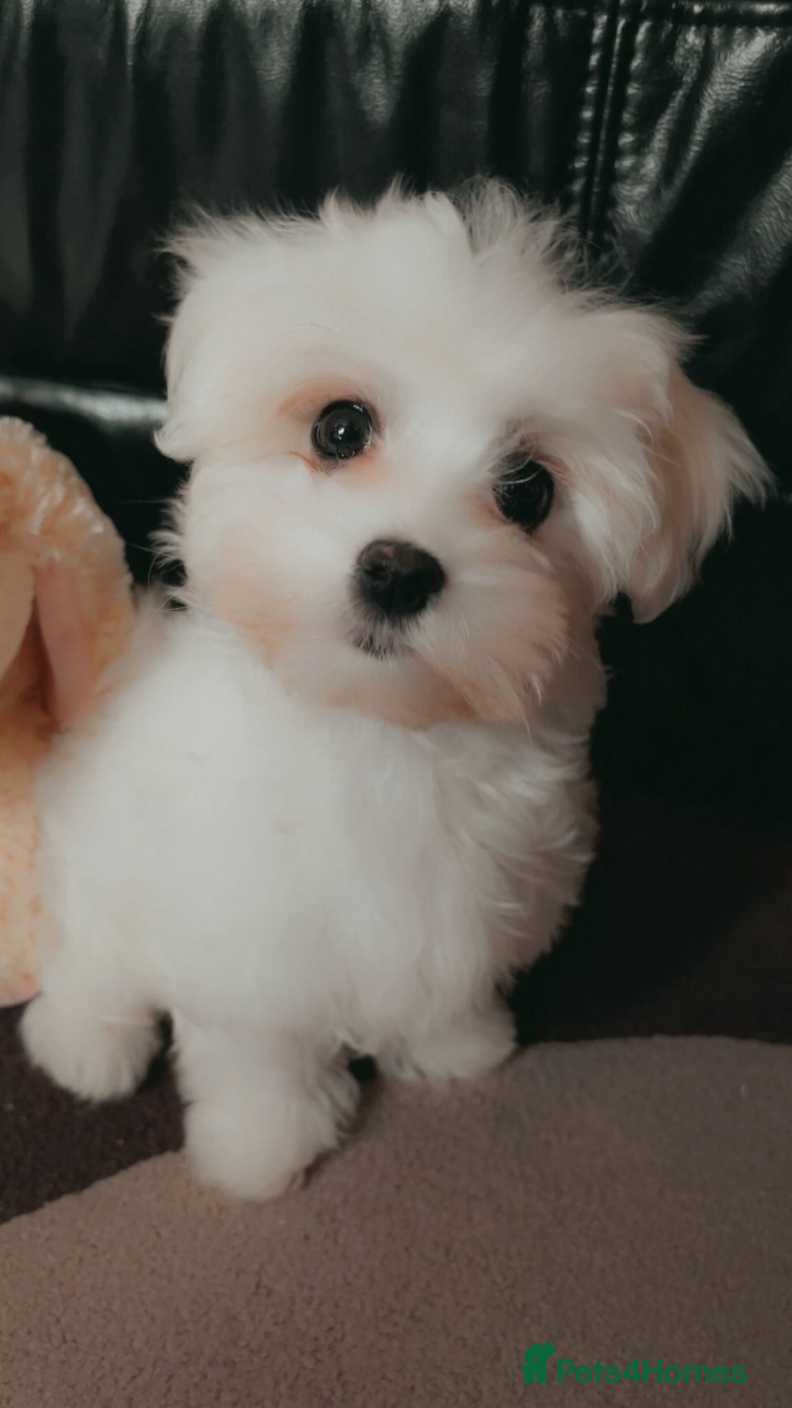 Maltese dogs MALTESE PUPPIES  - Advert 3