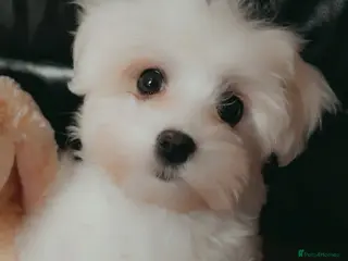 Maltese dogs MALTESE PUPPIES - Advert 3