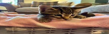 Domestic Shorthair 2