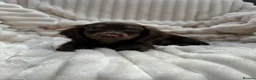 Miniature Dachshund dogs for sale: Fabulous Litter of Long haired dachshund puppies  - Advert 26