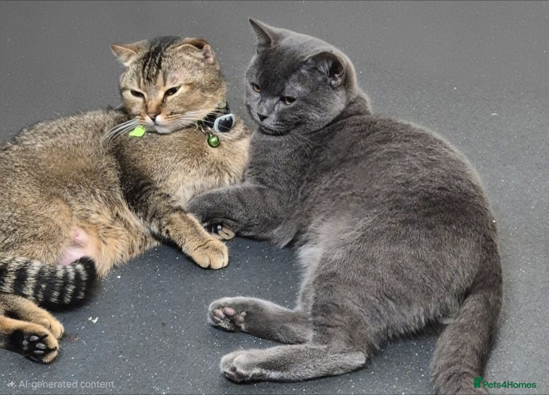 Scottish Fold cats ❤️ 6 Beautiful Scottish Fold/straight kittens ❤️ - Advert 2