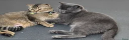 Scottish Fold cats for sale: ❤️ 6 Beautiful Scottish Fold/straight kittens ❤️ - Advert 3