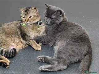 Scottish Fold cats ❤️ 6 Beautiful Scottish Fold/straight kittens ❤️ - Advert 2
