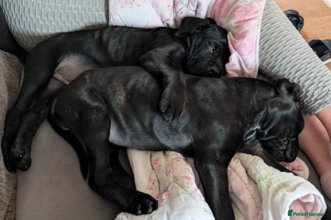 Cane Corso dogs for sale: From Our Home to Yours-Cane Corso Puppies in London - Advert 2