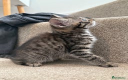 Mixed Breed cats for sale: beautiful tabby kittens ready for their new home☺️ - Image 4