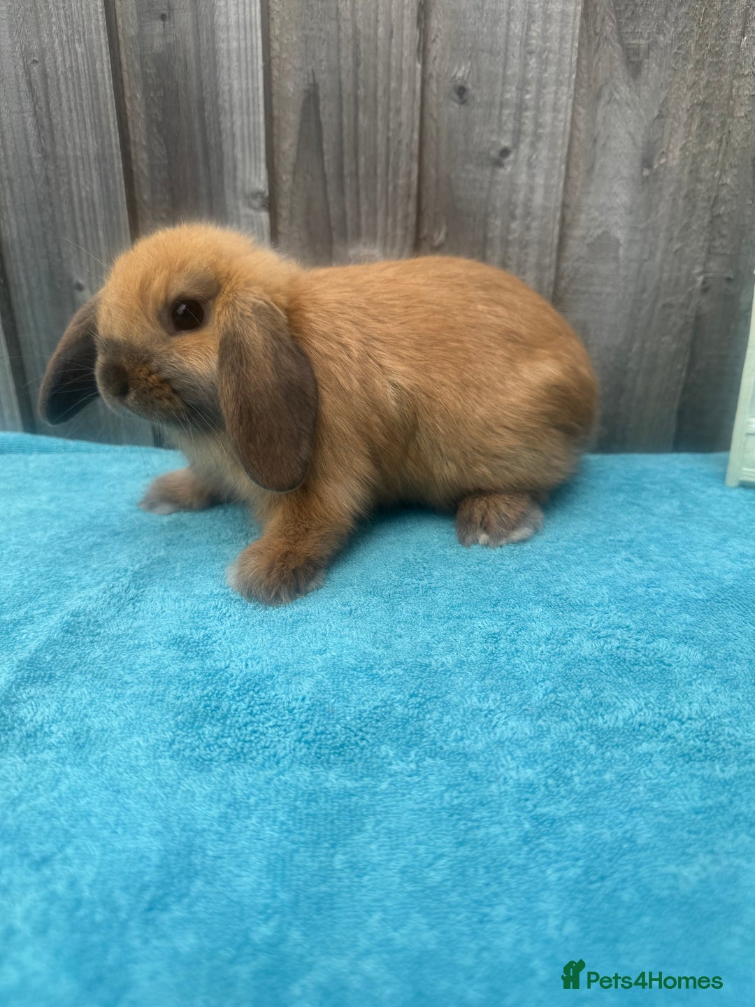 Mini Lop rabbits for sale: Mini lop babies ready to go - Image 8