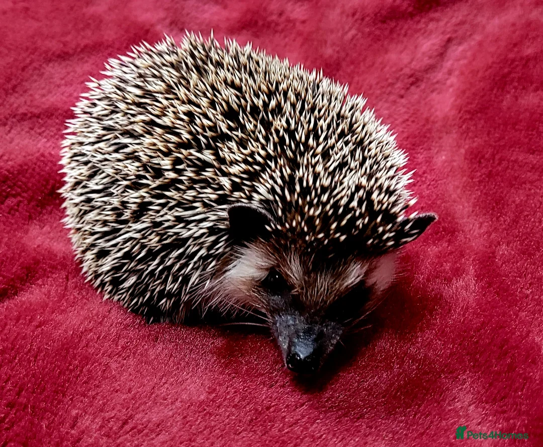 Pygmy Hedgehog rodents for sale: African Pygmy Hedgehog - Advert 2