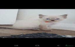 Ragdoll cats for sale: Seal and lynx point mitted kittens - Image 11