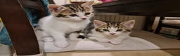 Mixed Breed cats for sale: ***Five Kittens For Sale*** - Advert 5