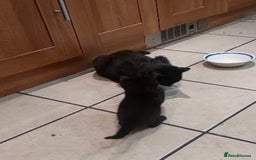 Domestic Shorthair cats for sale: Kittens & mother cat for sale - Image 10